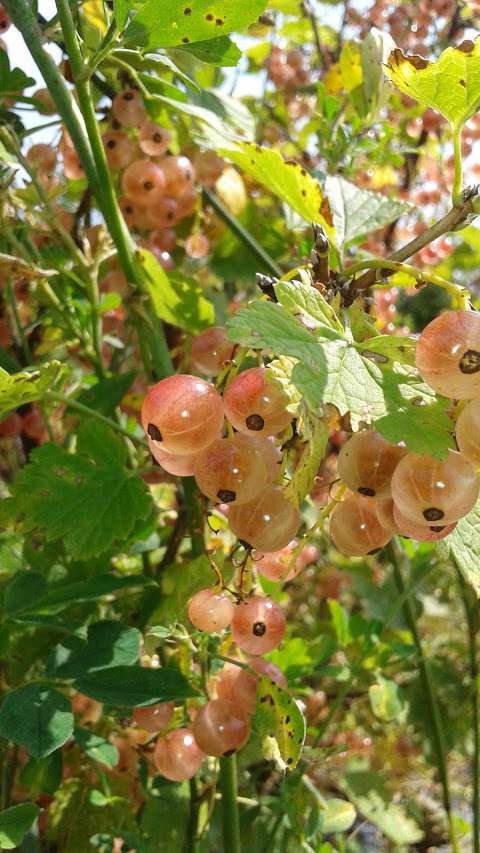 Les Fruits du Poirier